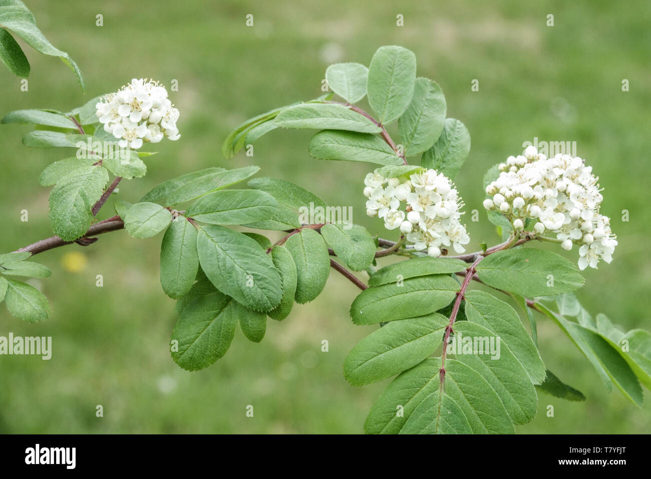 Blütenstand, weiße Blüten, Blätter, Sorbus 'Titan' Stockfoto