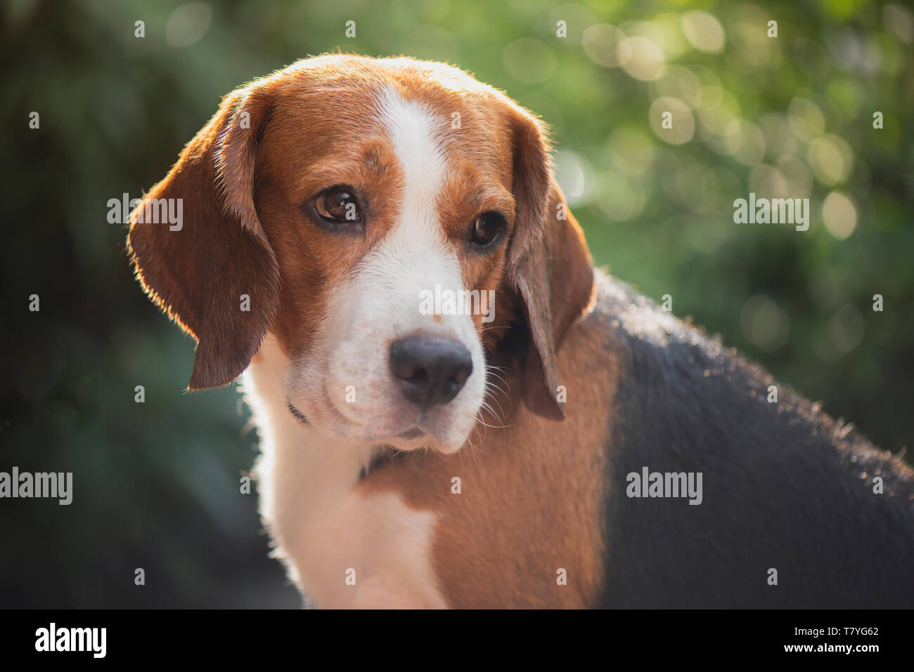 Beagle Hund portrait Stockfoto