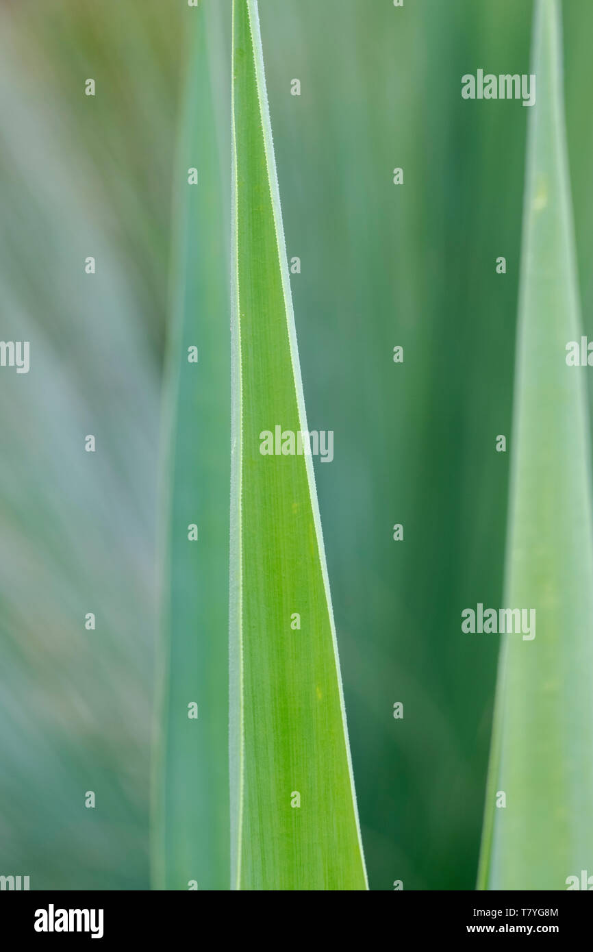 Furcraea longaeva. Riesige furcraea Blatt Abstract Stockfoto