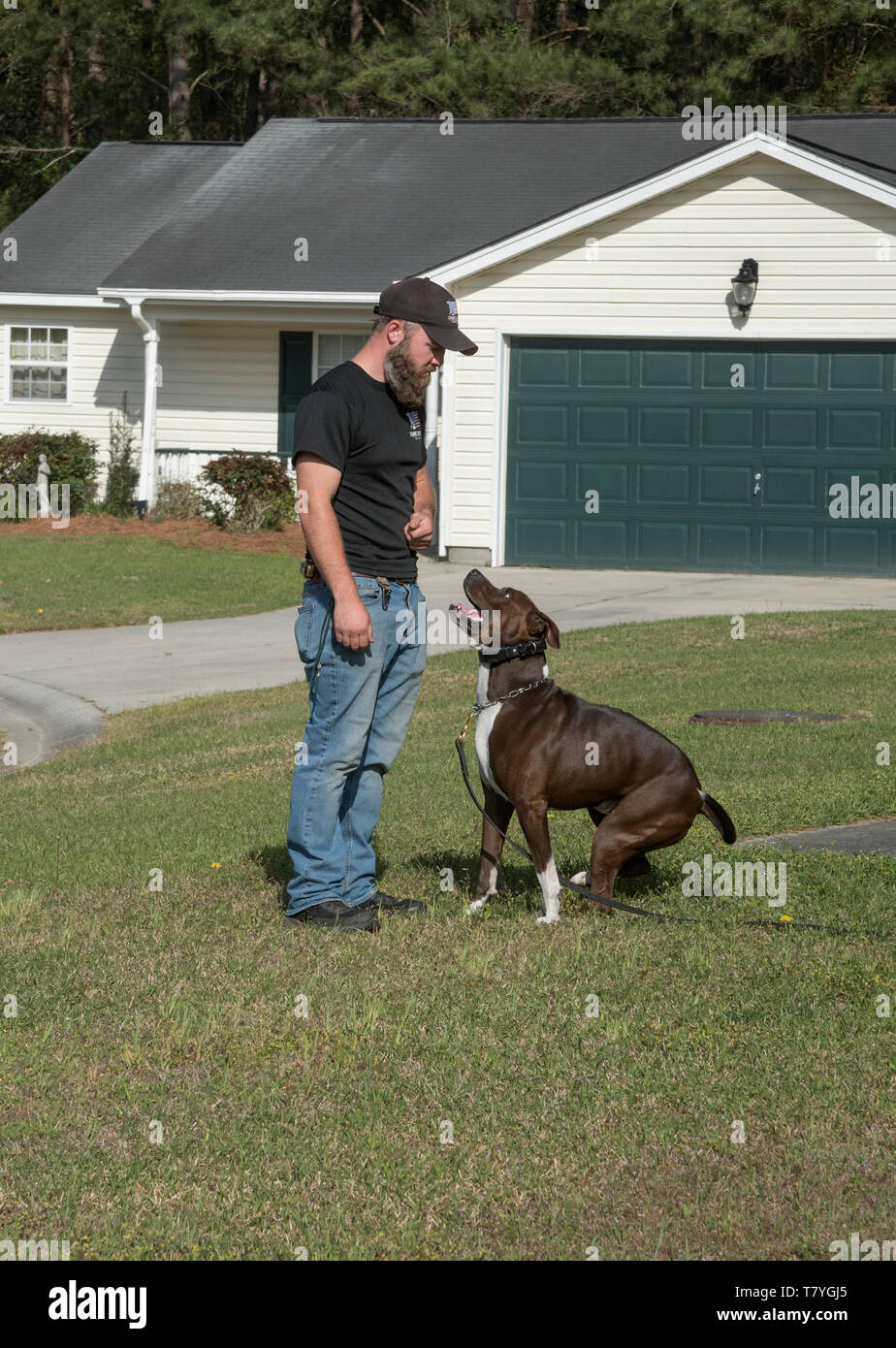 Canine Revolution Hund Trainer arbeiten mit einem Hund. Summerville, South Carolina. Stockfoto