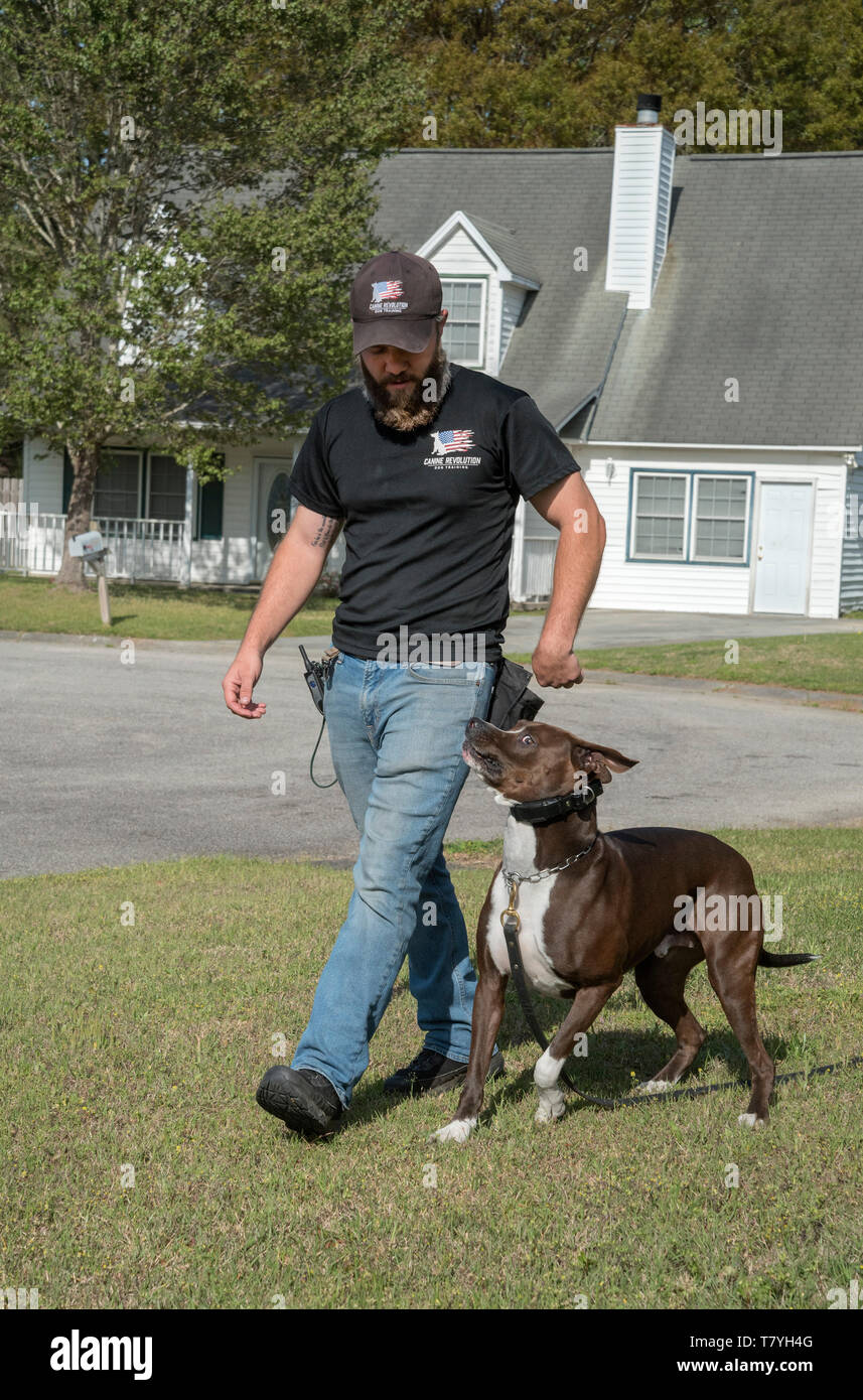 Canine Revolution Hund Trainer arbeiten mit einem Hund. Summerville, South Carolina. Stockfoto