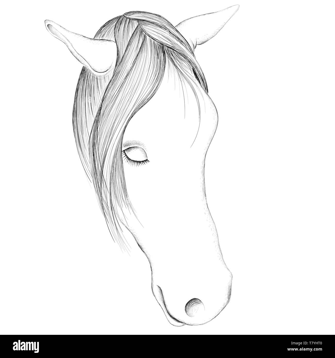 Der Vektor logo Pferd für eine Tätowierung oder ein T-Shirt drucken Design oder Oberbekleidung. Jagd stil Pferd Hintergrund. Stockfoto