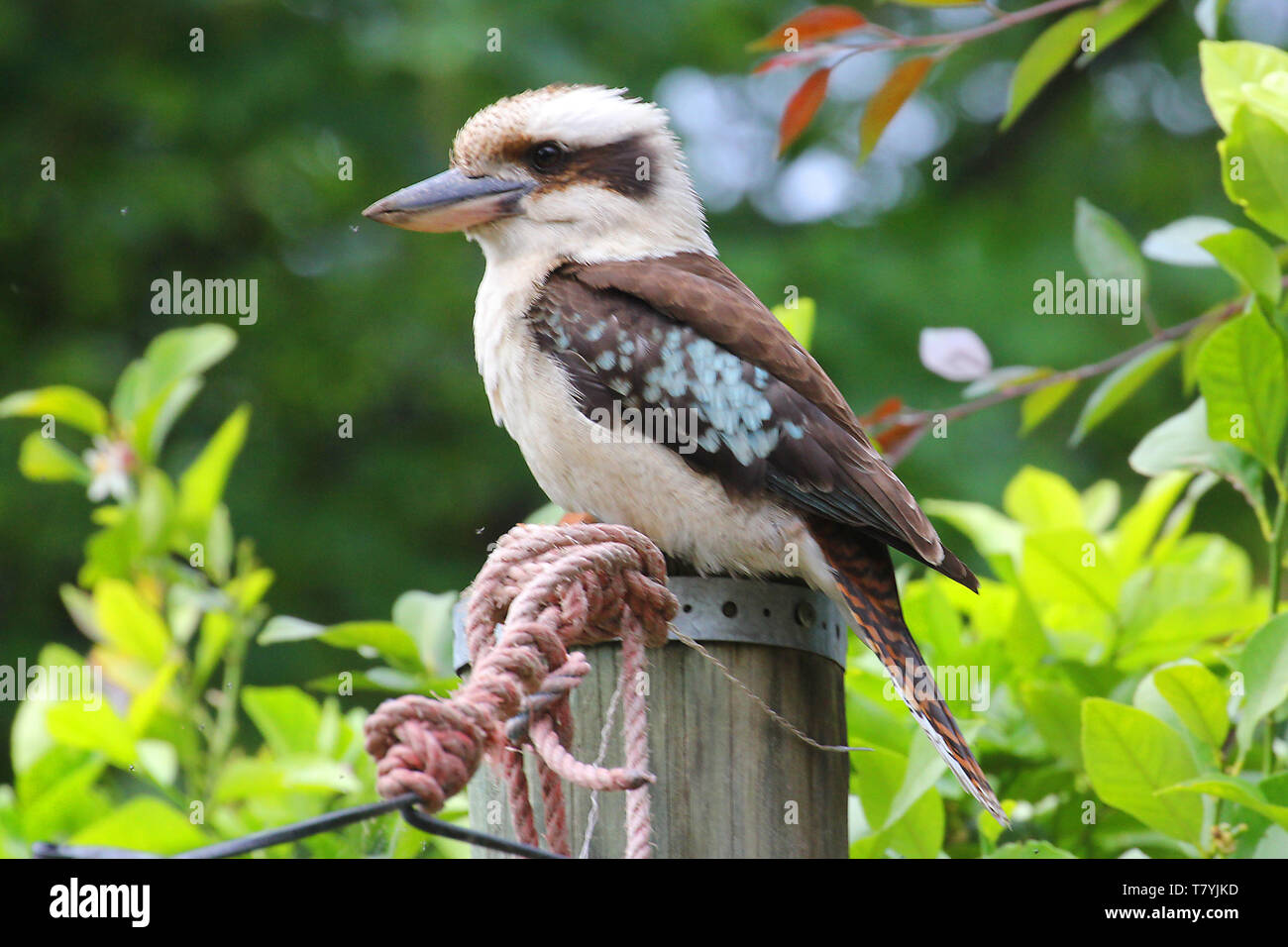 Kookaburras sind terrestrische Baum eisvögel der Gattung Dacelo nur in Australien und Neuguinea, die zwischen 28 - 42 cm Länge. Stockfoto