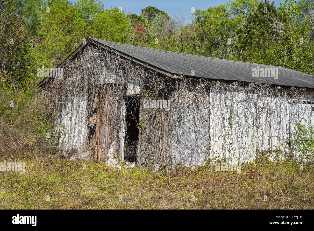 Mit Wein bewachsenen verlassenen alten Gebäude neben einer Autobahn im niedrigen Land von South Carolina. Stockfoto