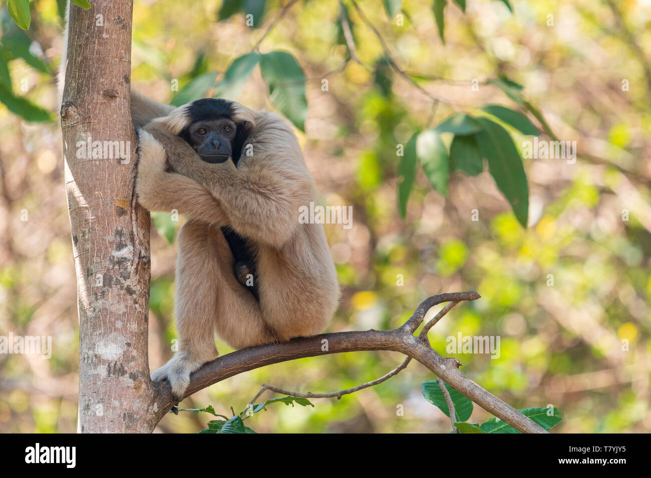 Weibliche pileated Gibbon (Hylobates pileatus) in einen Baum in Siem Reap, Kambodscha Stockfoto