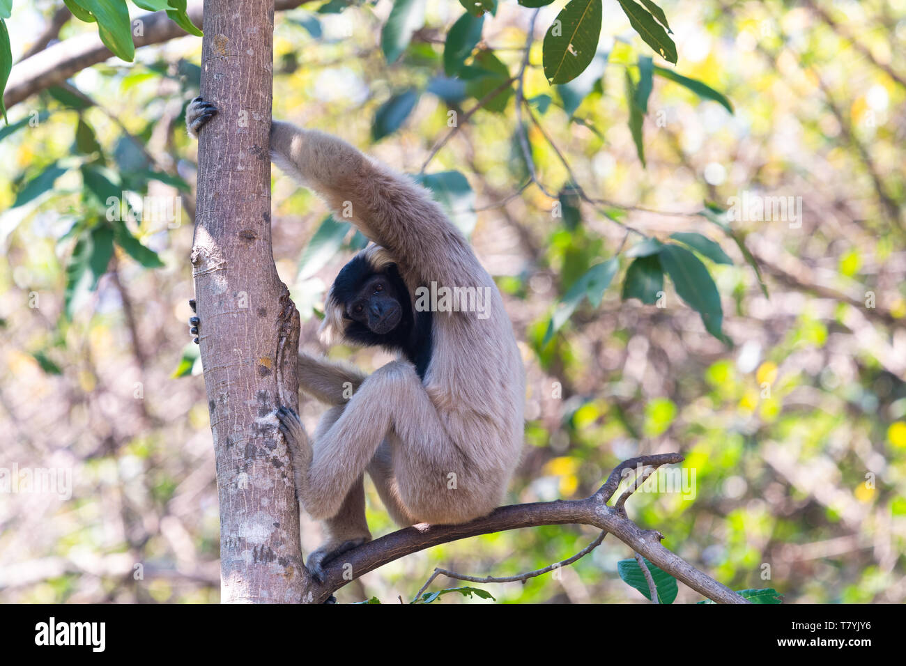 Weibliche pileated Gibbon in einem Baum in Kambodscha Stockfoto