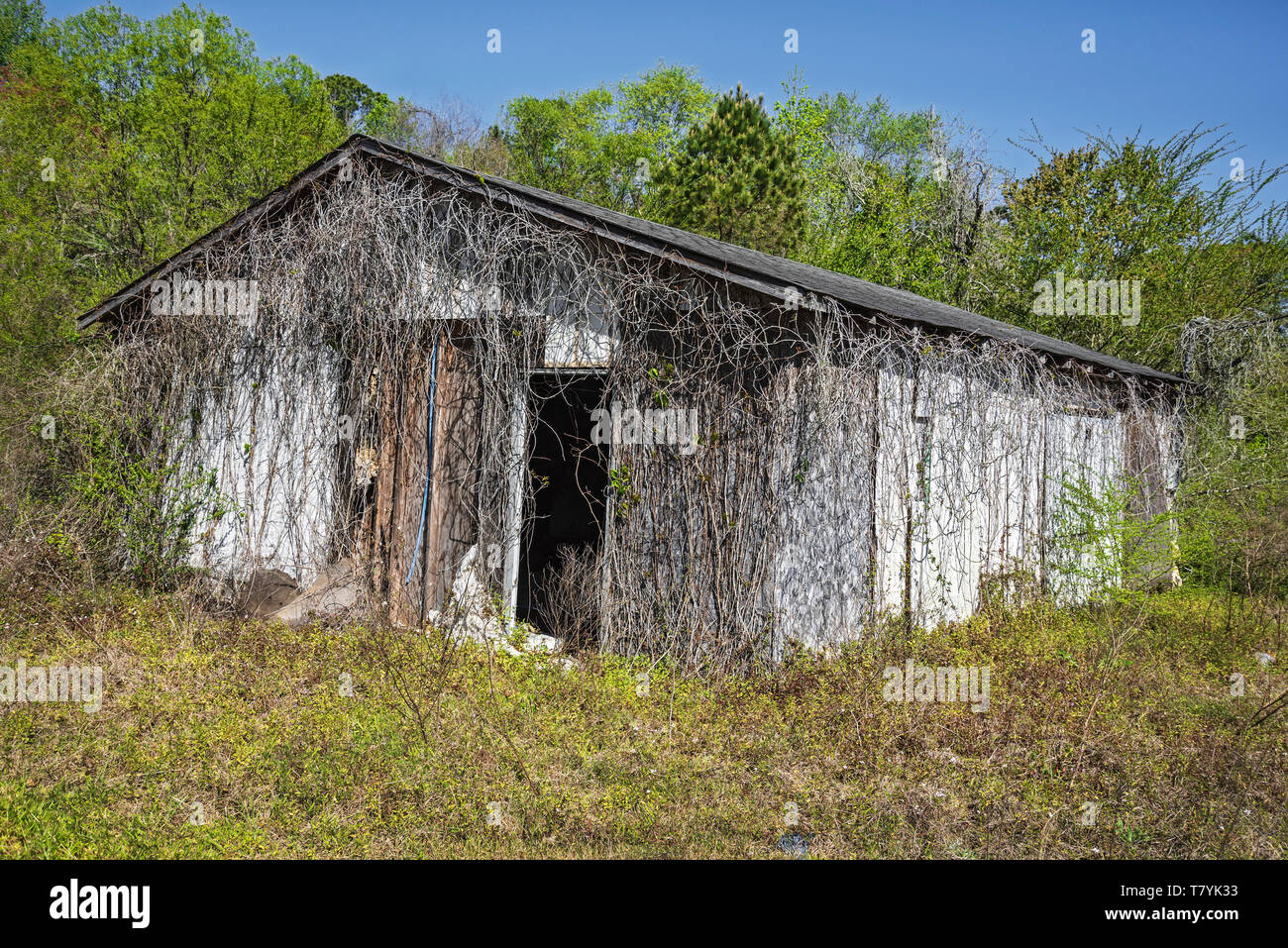 Mit Wein bewachsenen verlassenen alten Gebäude neben einer Autobahn im niedrigen Land von South Carolina. Stockfoto