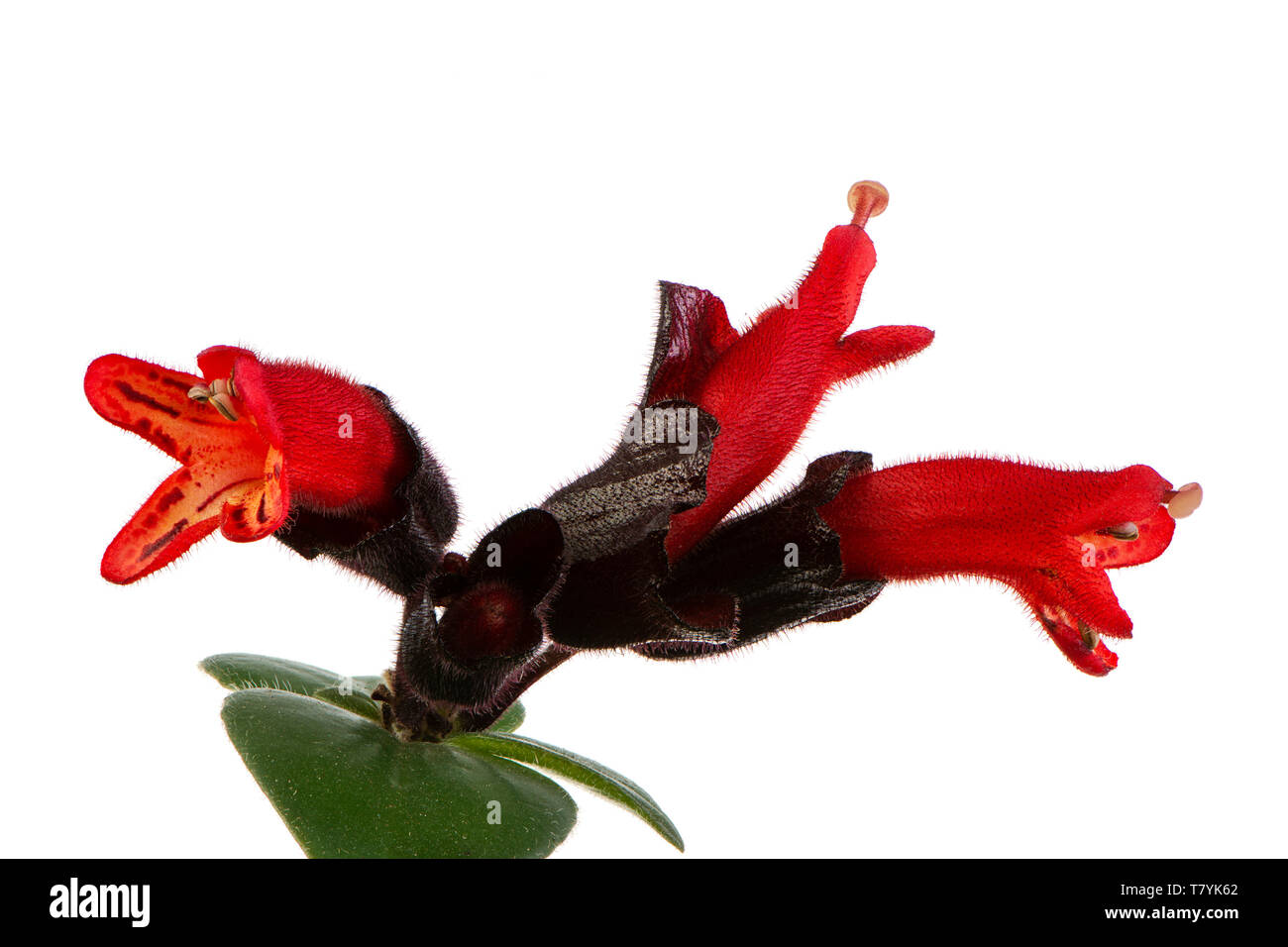 Makro einer isolierten roten Lippenstift pflanze Blüte Stockfotografie -  Alamy