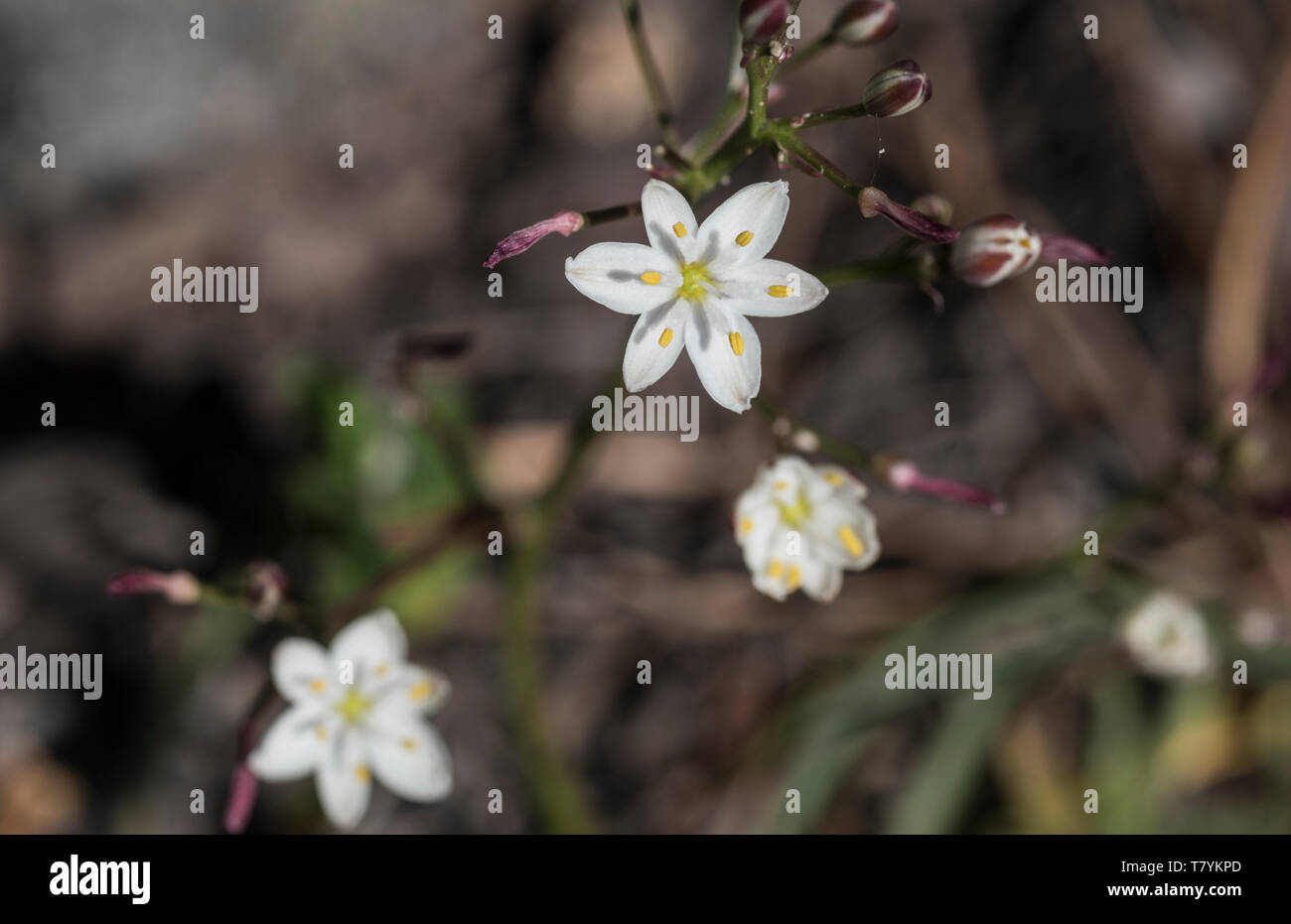 Kerry Lily (Simethis mattiazii) Stockfoto