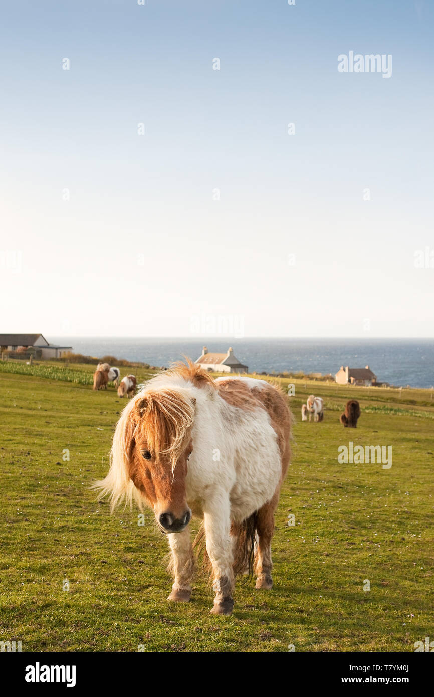 Shetland Pony fotografiert in Shetland Inseln, nördlich von Schottland, Großbritannien. Stockfoto