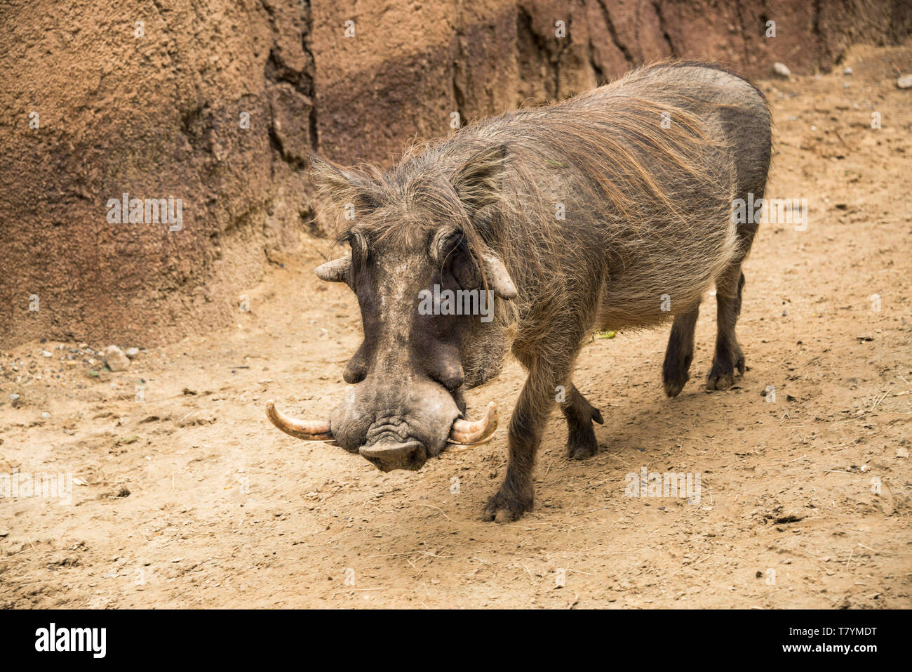 Afrikanisches männliches Warzenschwein mit Stoßzähnen und großen Gesichtswatteln Tansania, Afrika Stockfoto