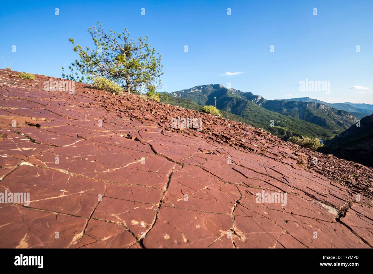 Frankreich, Alpes Maritimes, Nationalpark Mercantour, Haut Var Tal, Daluis Schlucht, roten pelite Fossile sedimentäre Bildungen Stockfoto