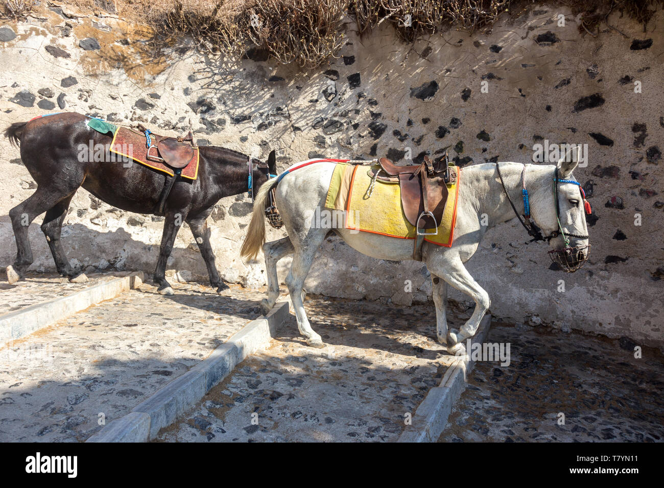 Maultiere für das Reiten von Thira Hafen Santorini auf Santorini. Stockfoto