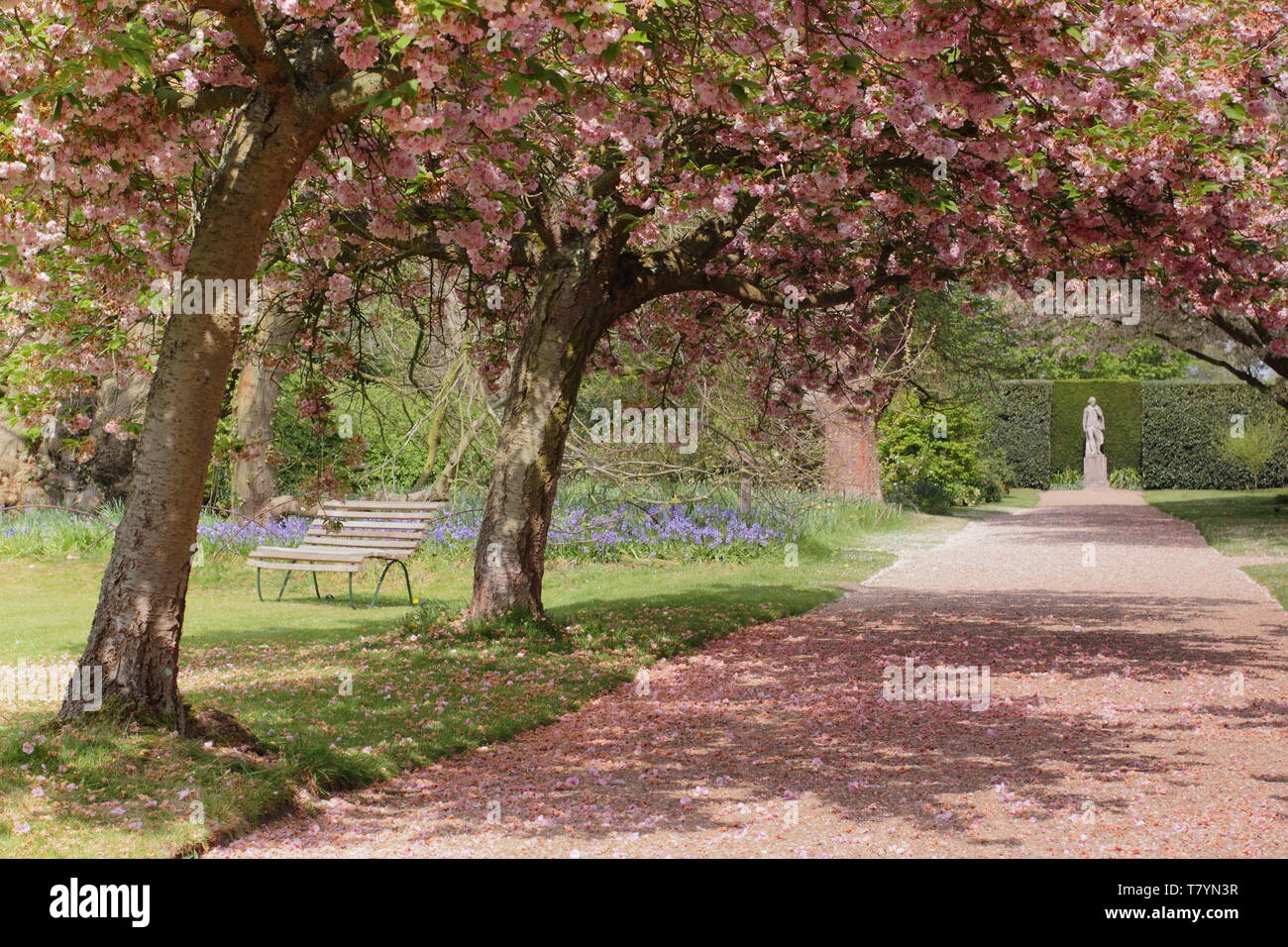 Die Kirschblüte Avenue an doddington Halle und Gärten, Lincolnshire, Großbritannien - April Stockfoto