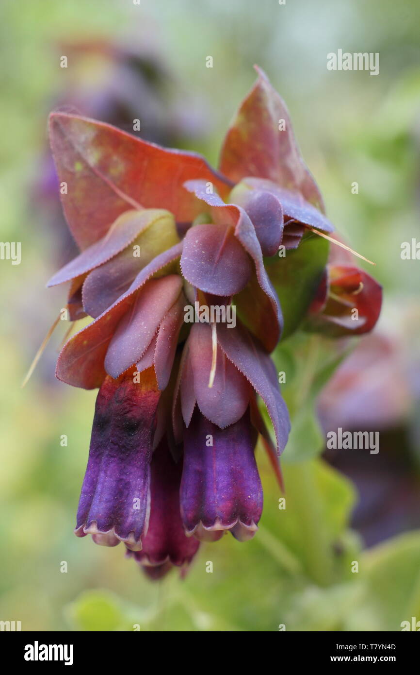 Cerinthe major Var. 'Purpurascens'. Allium purple Glocken von Biene freundlich honeywort in der Mitte der Feder Stockfoto