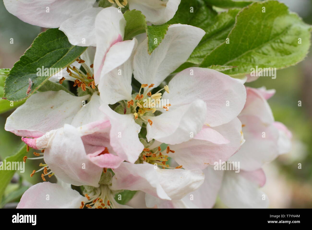 Apfelblüte von Malus 'Egremont Russet' Mitte Frühling - Großbritannien Stockfoto