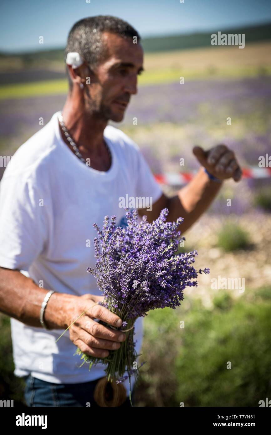 Frankreich, Drome Drome provencale, Ferrassieres, Demonstration der manuellen Schneiden von Lavendel mit Sichel als Teil der Lavendel Festival in Ferrassieres Stockfoto