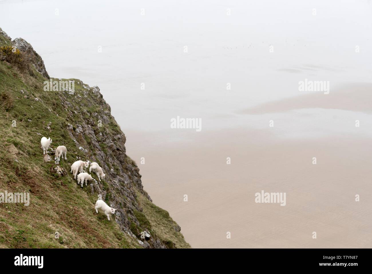 Vereinigtes Königreich, Wales, West Glamorgan, Gower Halbinsel, Rhossili Bay, Lämmer Stockfoto