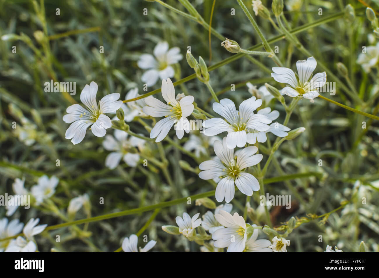 Kleine weiße Blumen im Garten Stockfotografie - Alamy