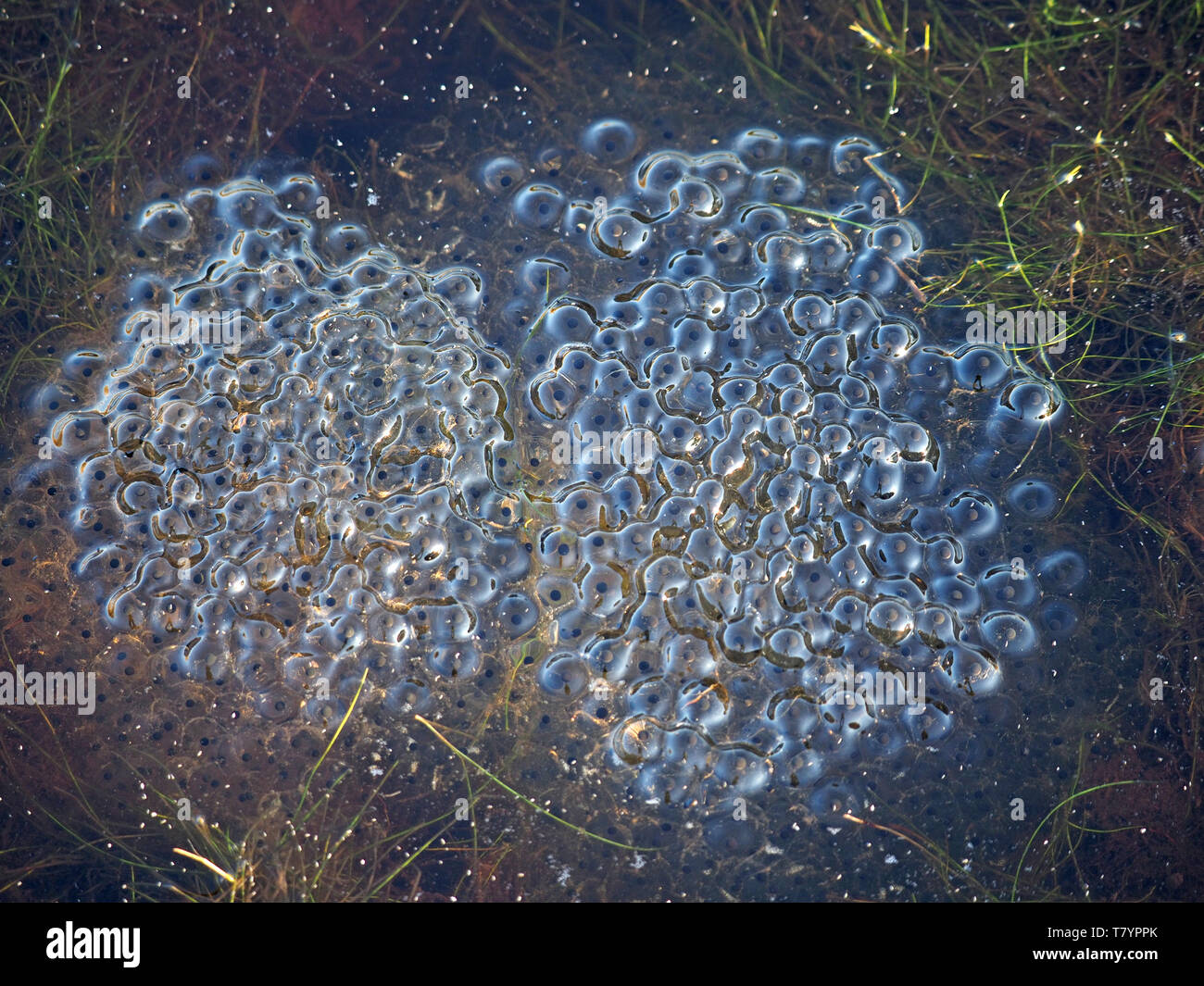 Sonnenlicht auf reichlich Masse der Gallertartige frogspawn im flachen Pool mit Teich Unkraut in Cumbria, England, Großbritannien Stockfoto