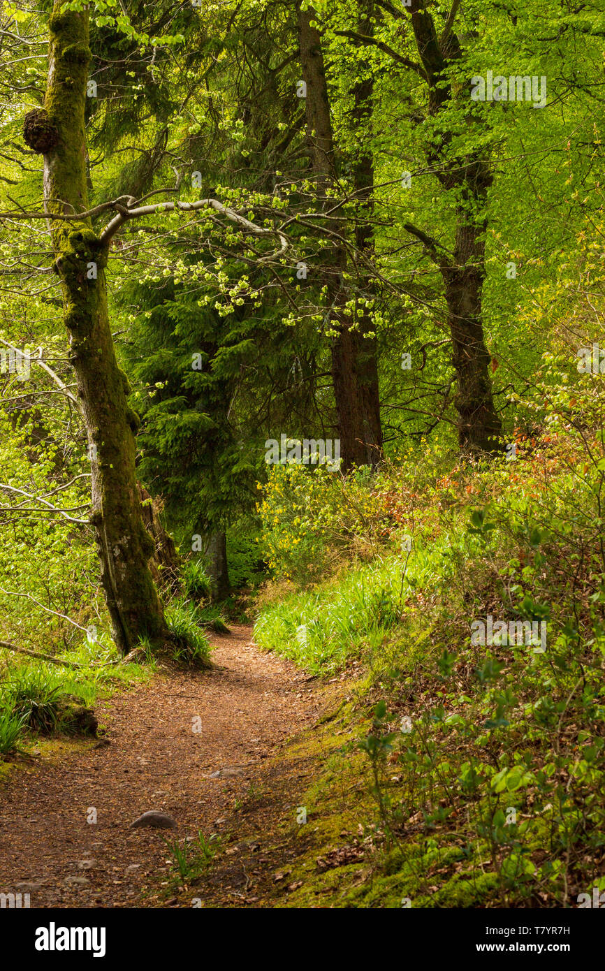 Gravel Path Through Woods Stockfotos und -bilder Kaufen - Alamy