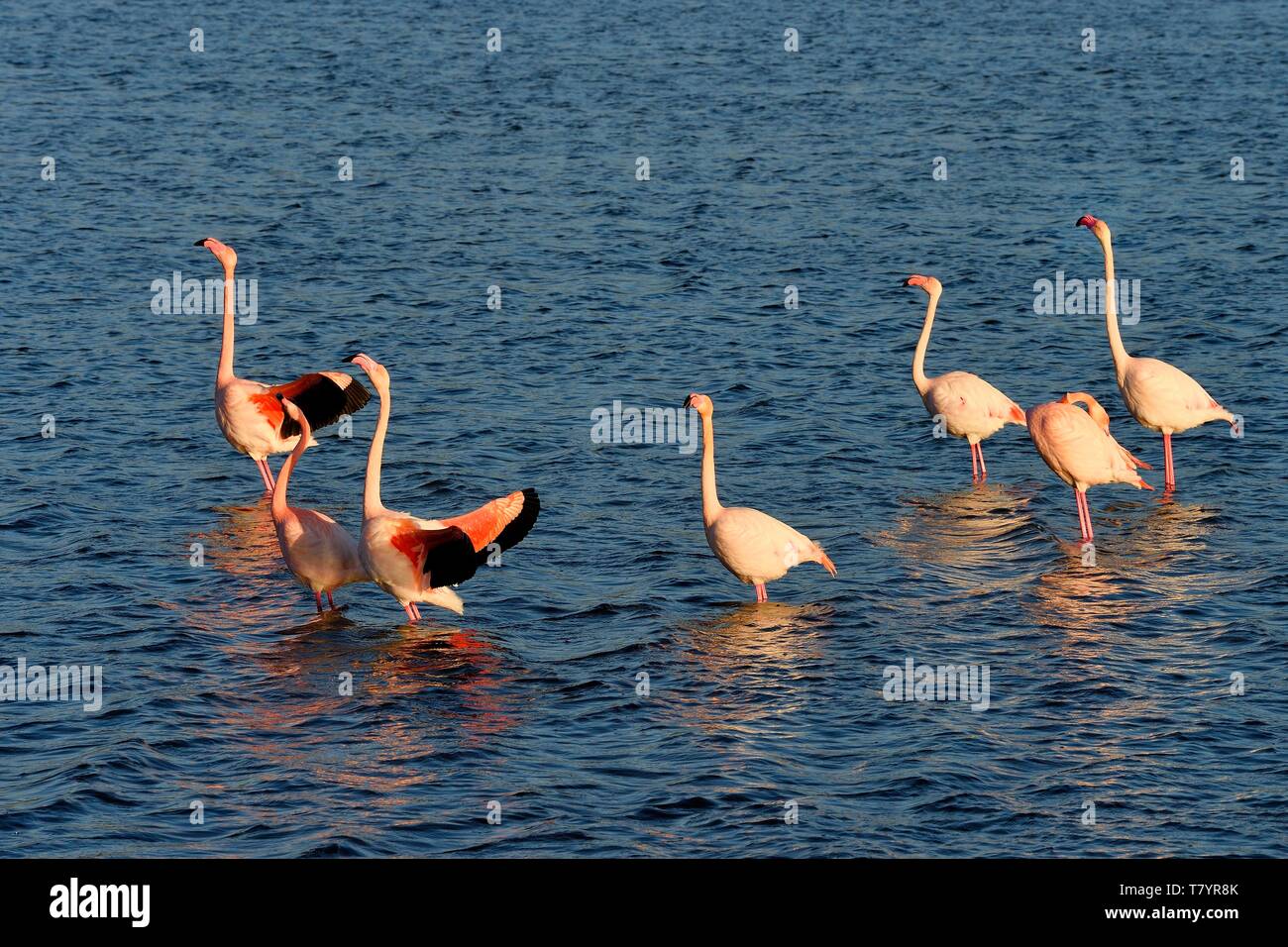 Frankreich, Aude, Narbonne, Corbieres, Gruissan, Flamingos (Phoenicopterus Roseus) Stockfoto