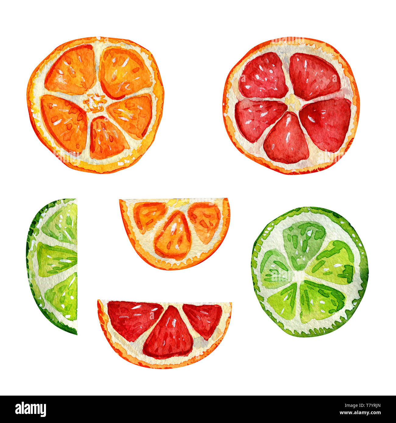 Set mit Orange, Grapefruit und Limette Segmente. Scheiben von mediterranen Früchten. Aquarell isoliert Zitrus. Stockfoto