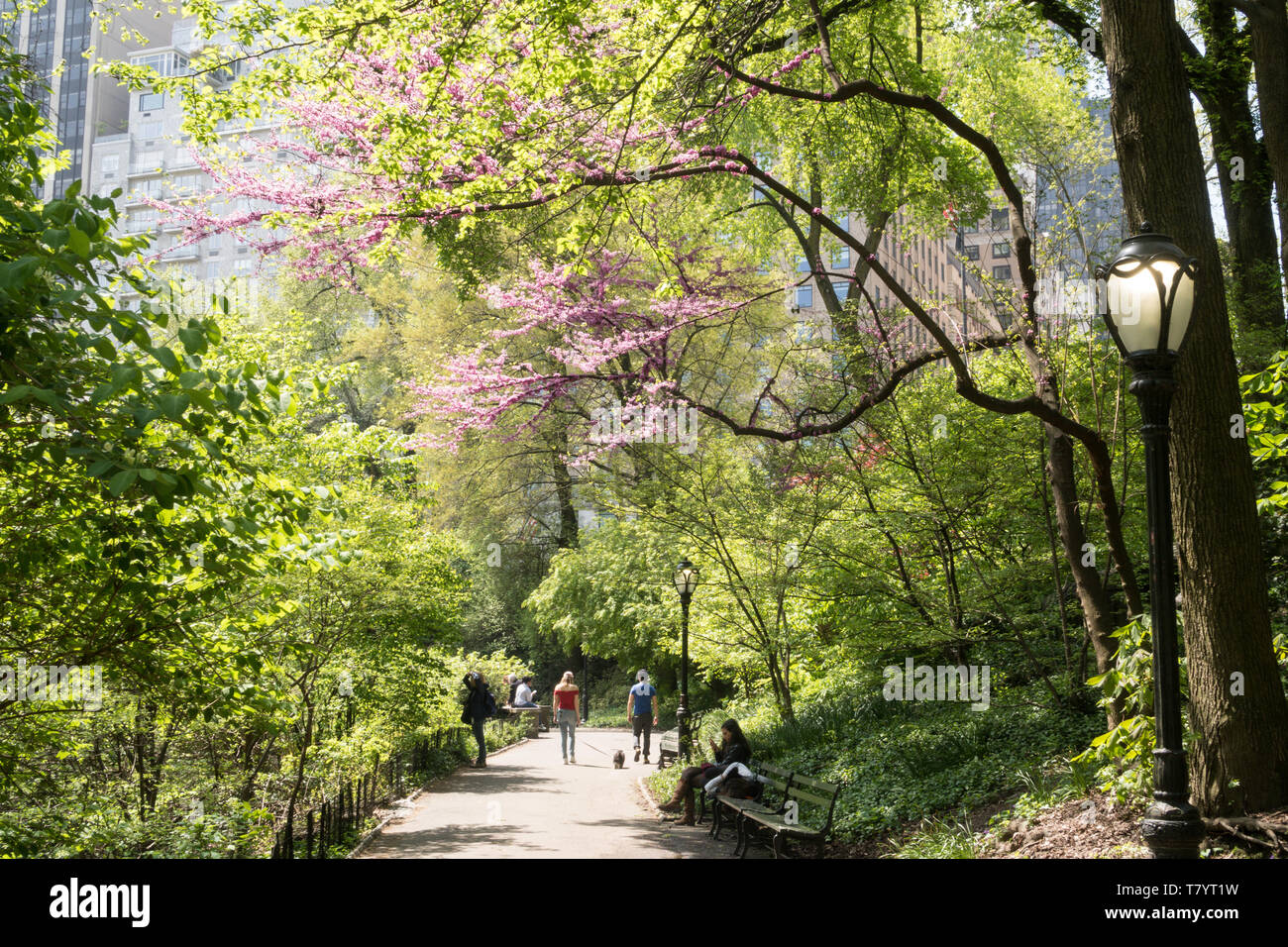 Der Central Park in New York City ist sehr beliebt im Frühling, USA Stockfoto