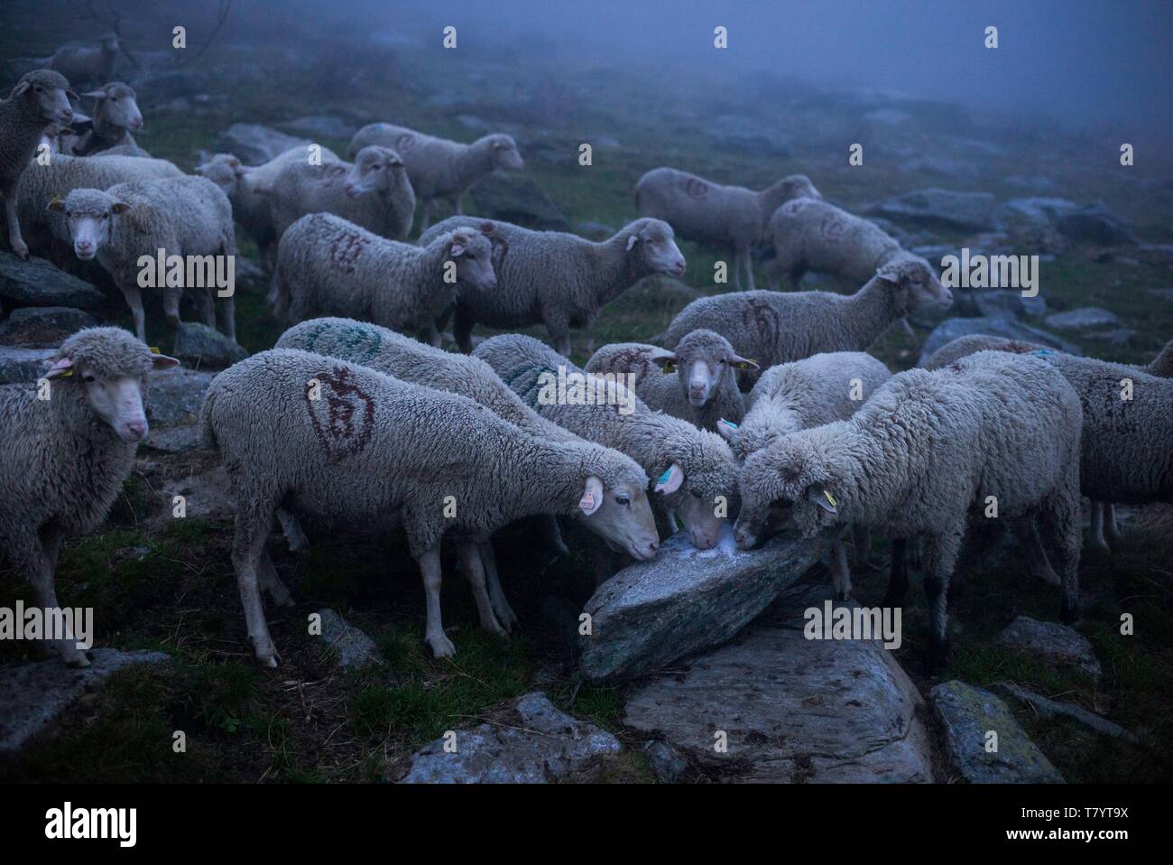 Frankreich, Haute Savoie, Chamonix Mont Blanc, Dorf von Argentiere, Bergmassiv des Mont Blanc, Jean-Luc Pitrat, sheperd, Alm, der Handstation Stockfoto