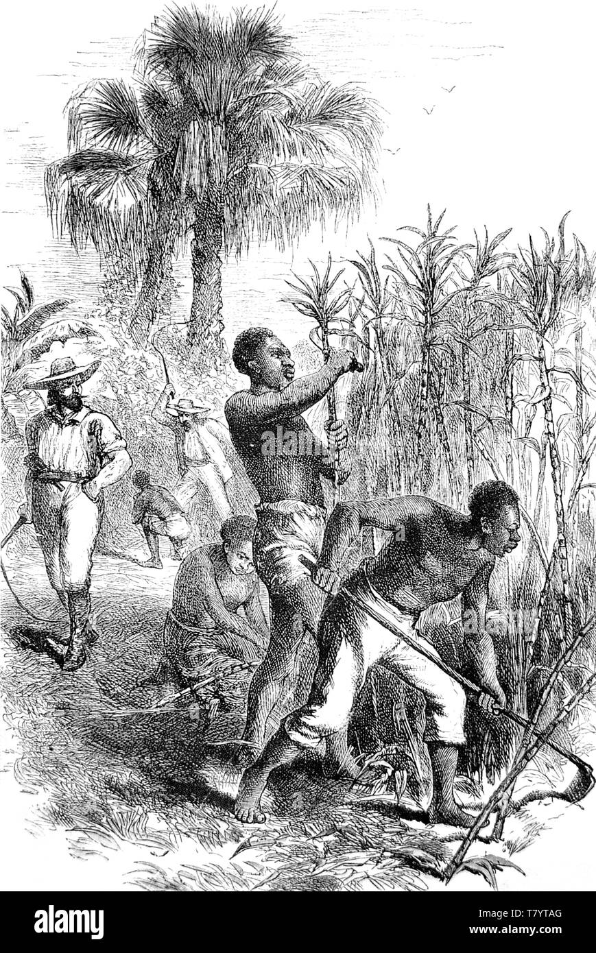 Sklaverei, Karibik Zuckerrohrplantage Stockfoto