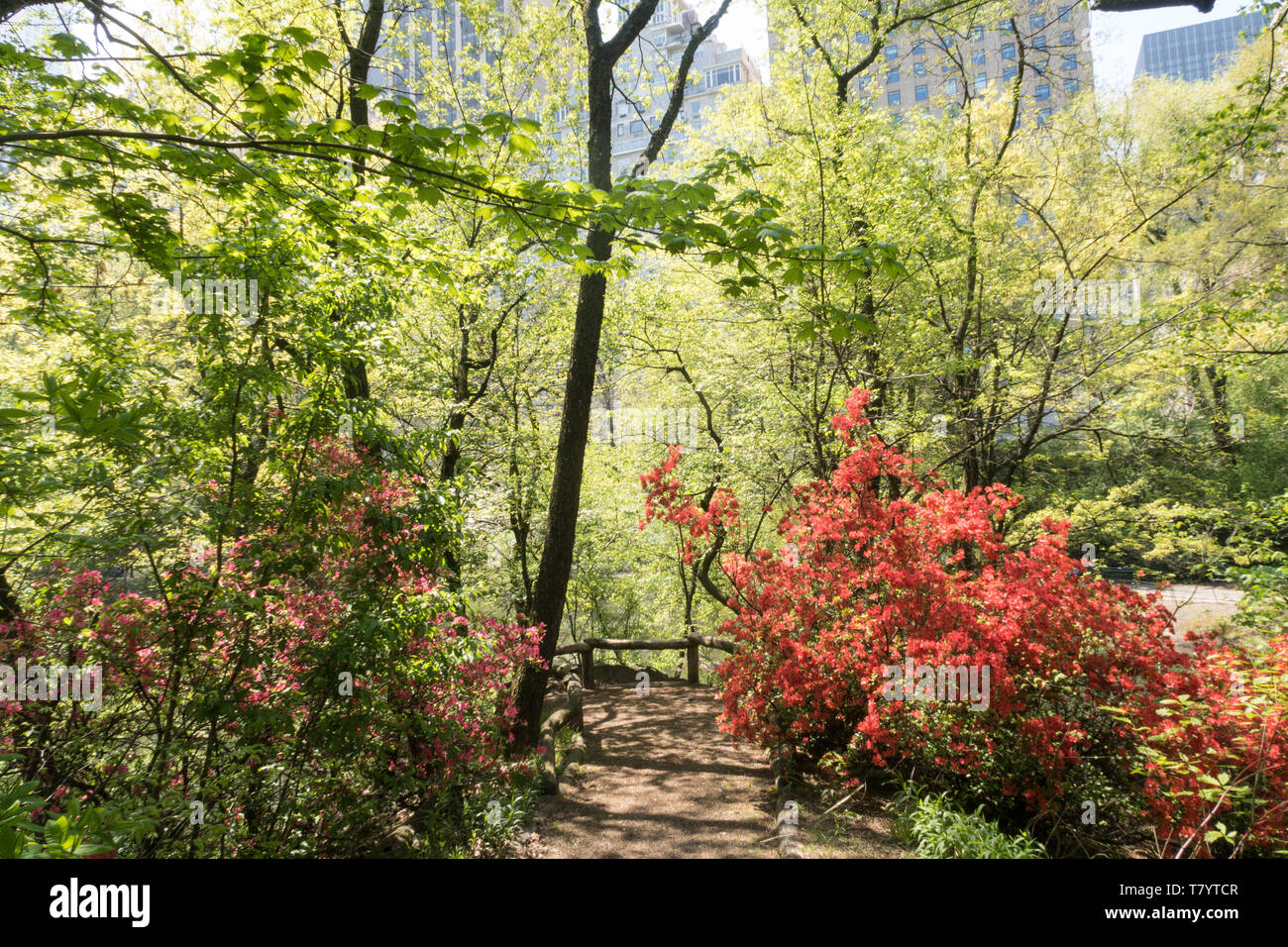 Der Central Park in New York City ist sehr beliebt im Frühling, USA Stockfoto