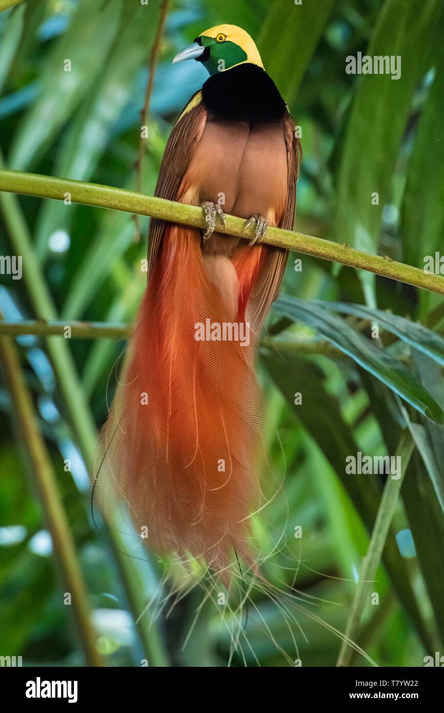 Papua-neuguinea, National Capital District, Port Moresby, Paradiesvogel ... Papua-neuguinea, National Capital District, Port Moresby, Paradiesvogel ...