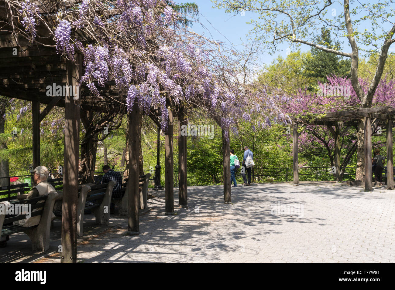 Der Central Park in New York City ist sehr beliebt im Frühling, USA Stockfoto