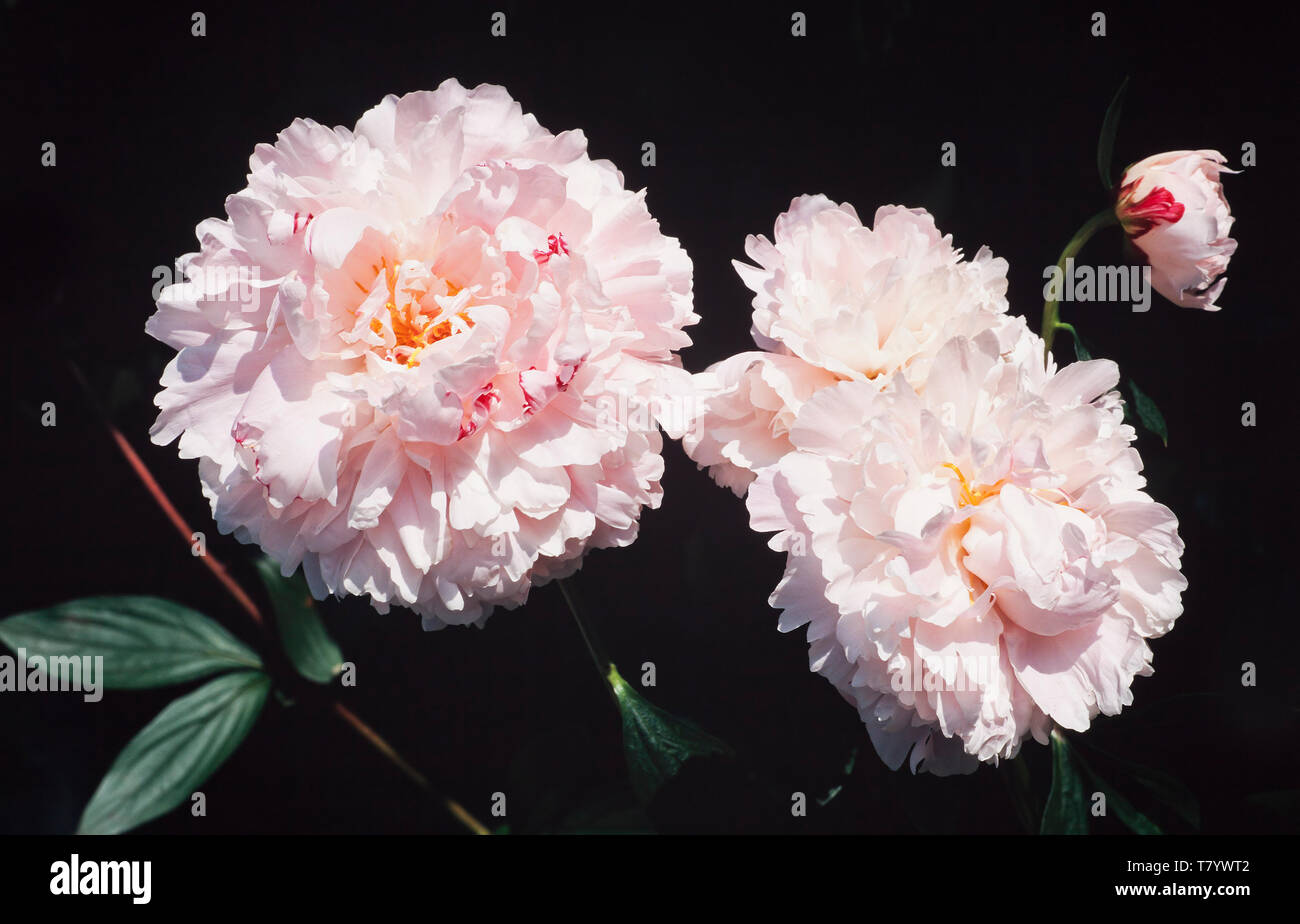 Doppel Peony Showtime in Blume, Stockfoto