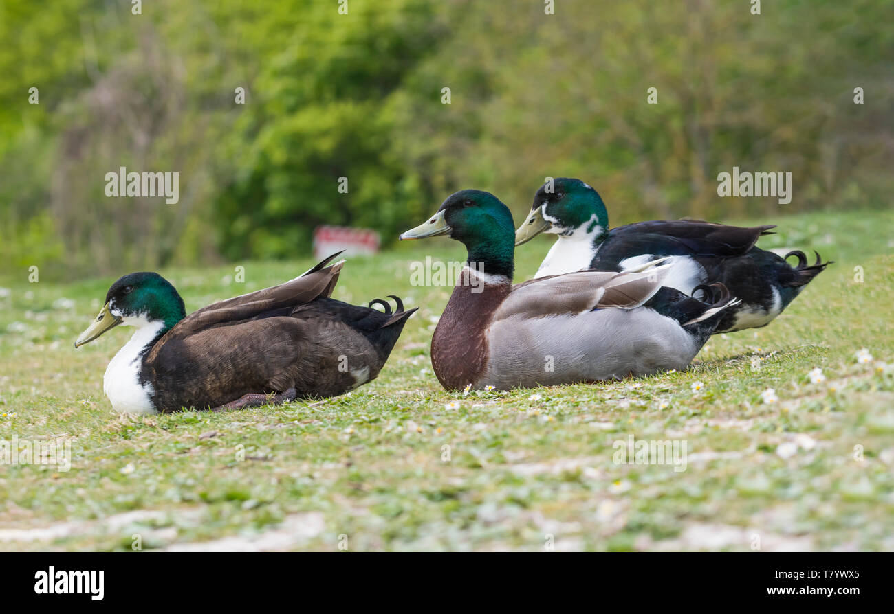 Freundliche Einheimische Enten sitzen auf Gras, in Großbritannien. Stockfoto