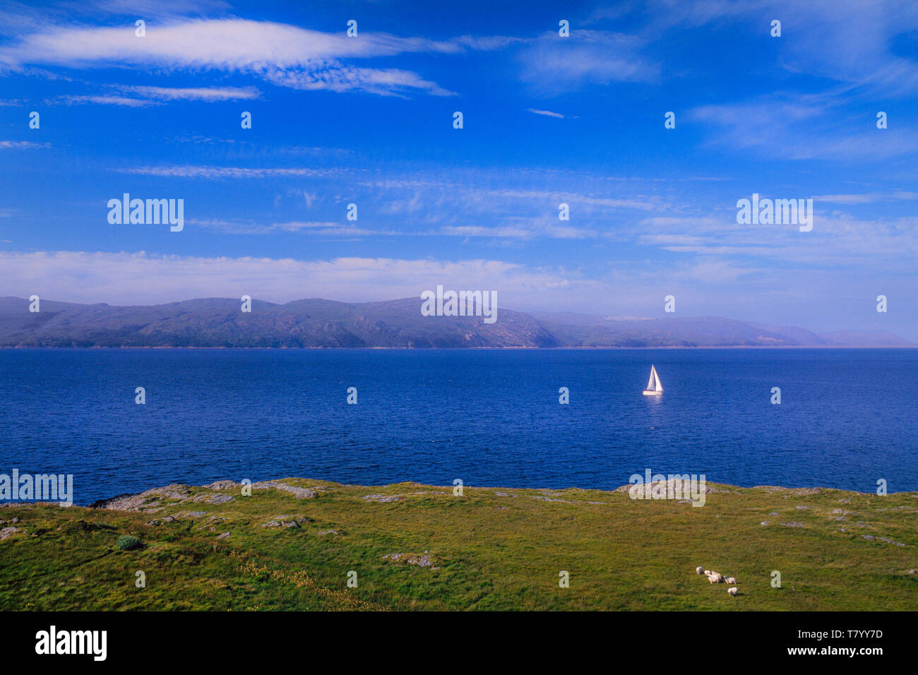 Schottische Landschaft, einer entfernten Insel, einer Yacht auf dem Wasser, Schafe im Vordergrund, helle Sonne. Stockfoto