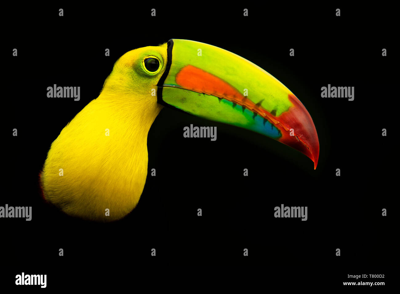 Kiel-billed Toucan-Ramphastos sulfuratus auch bekannt als Schwefel-breasted Toucan oder Rainbow - Toucan, Lateinamerikanische Mitglied der toucan Familie berechnet, Stockfoto