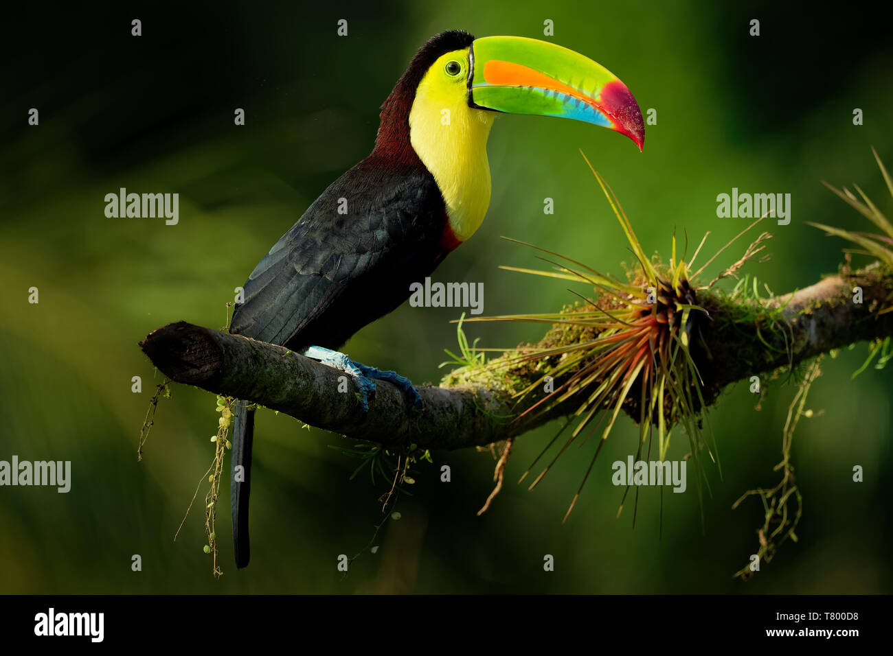 Kiel-billed Toucan-Ramphastos sulfuratus auch bekannt als Schwefel-breasted Toucan oder Rainbow - Toucan, Lateinamerikanische Mitglied der toucan Familie berechnet, Stockfoto