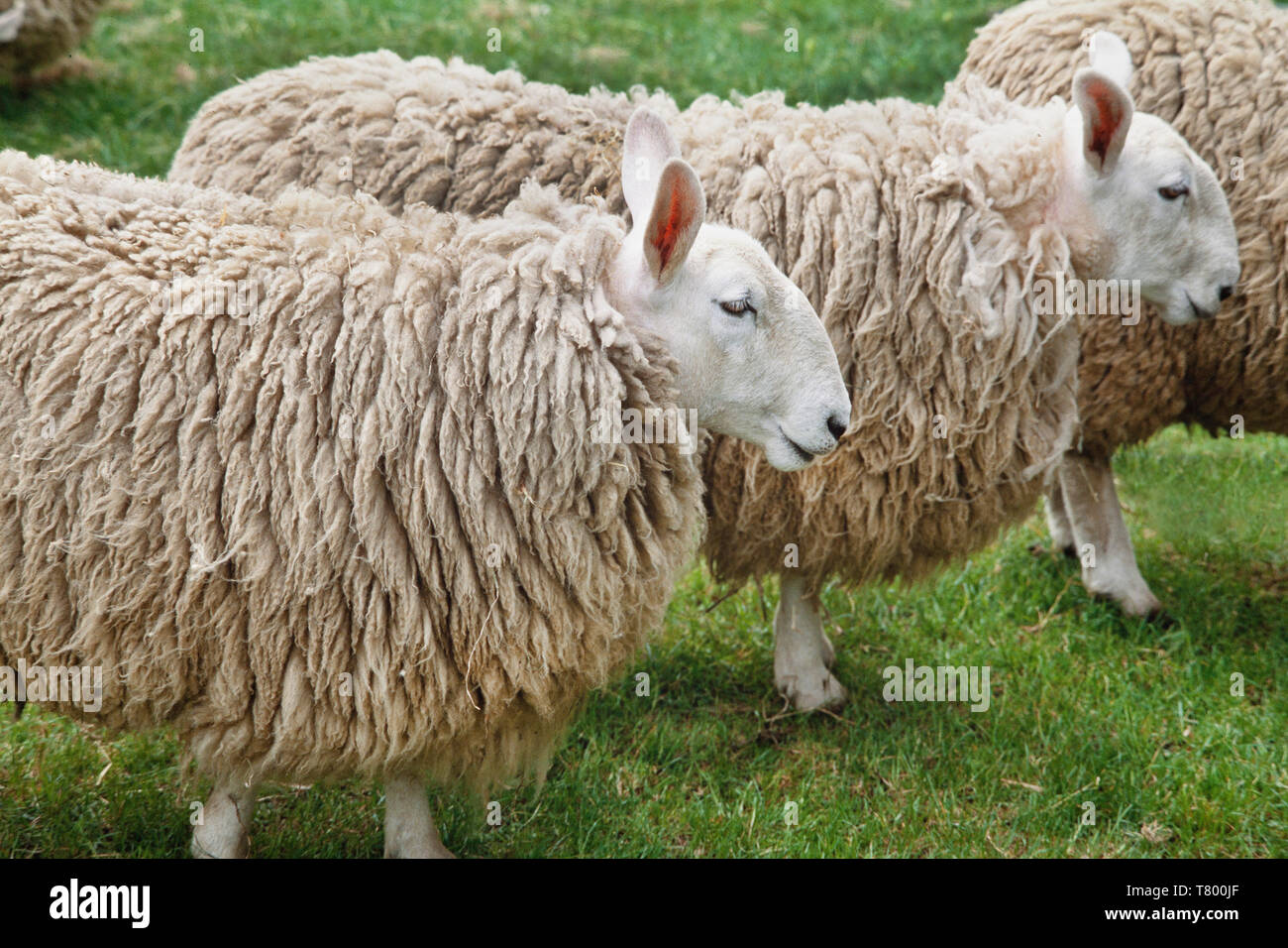 Cheviot Schaf, Ovis Aries, dicke Schicht vor dem Scheren, Stockfoto