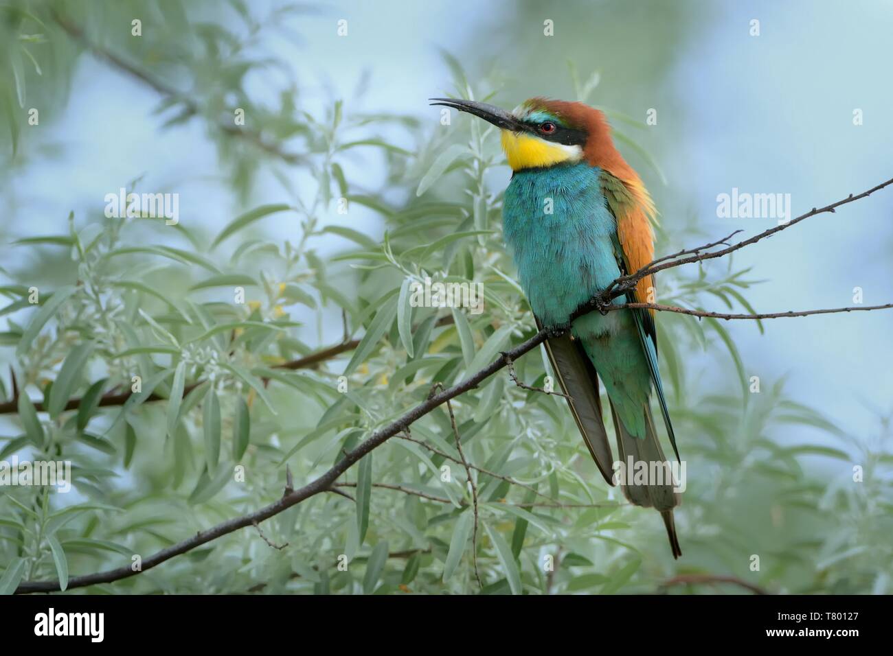 Europäische Bienenfresser (Merops apiaster) auf einer Weide Zweig thront. Stockfoto