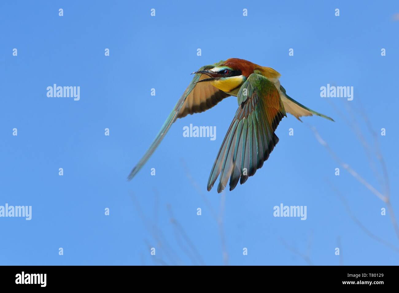 Europäische Bienenfresser (Merops apiaster) im Flug mit blauen Himmel im Hintergrund erfasst. Es fordert. Stockfoto