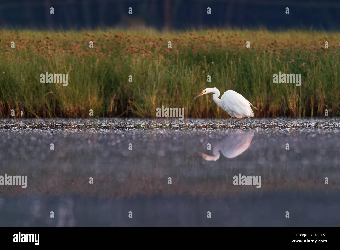 Silberreiher - Ardea alba in der Teich mit geöffneten weißen Flügeln. Stockfoto