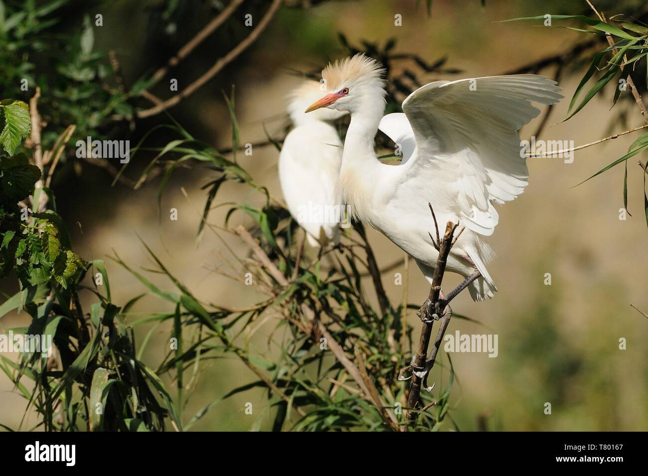 Die Kuhreiher (Bubulcus ibis) auf einen Stiel mit Reed gehockt und seine Flügel. Schöne weiße Reiher mit rotem Schnabel. Stockfoto