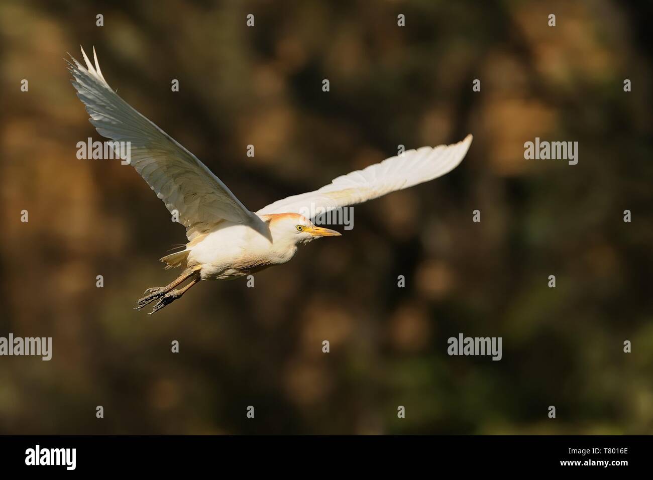 Die Kuhreiher (Bubulcus ibis) im Flug gefangen. Stockfoto