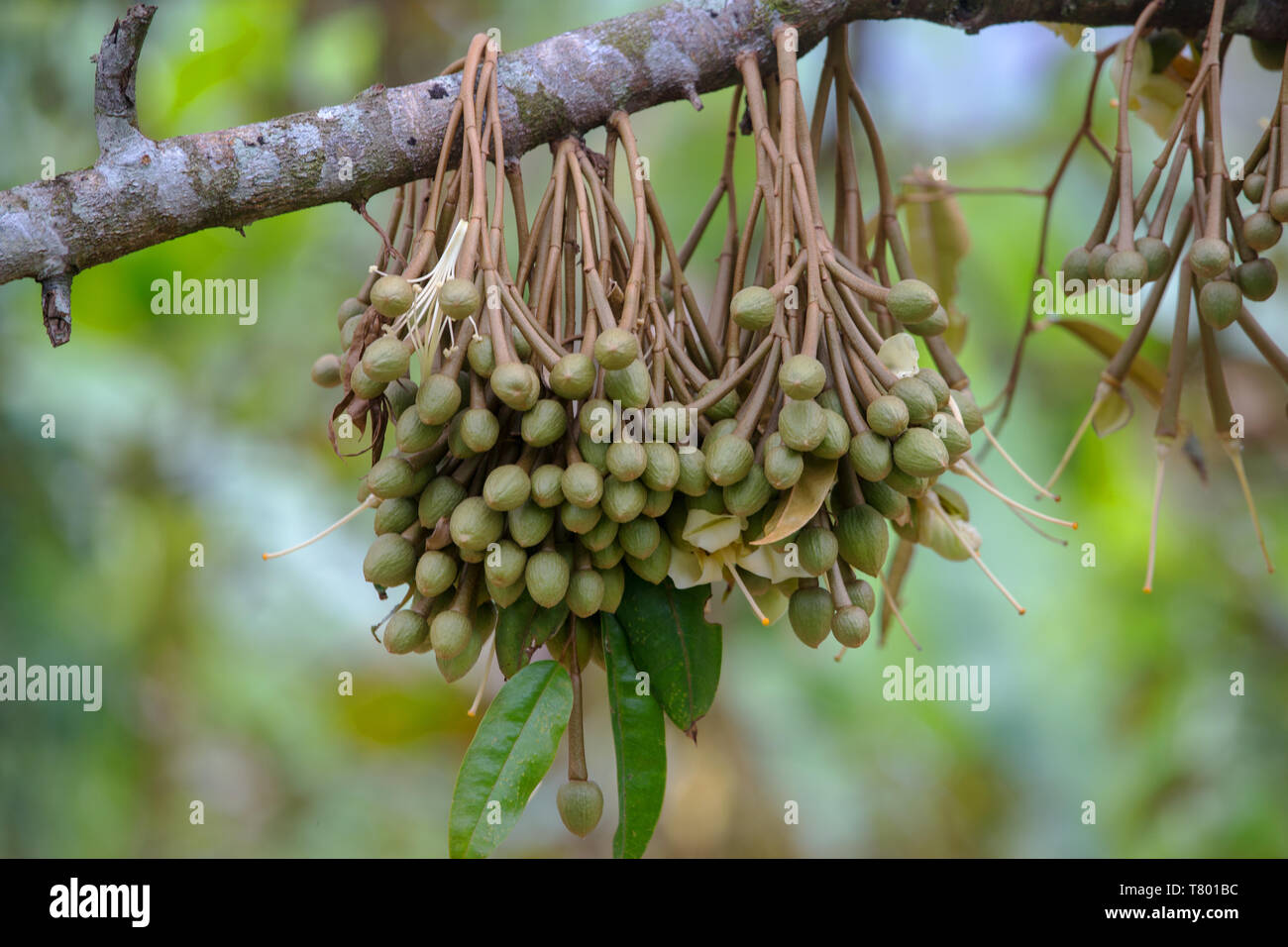 Junge Durian Frucht, die sich aus der Blüte auf eine durian Baum in Sabah Malaysian Borneo Stockfoto