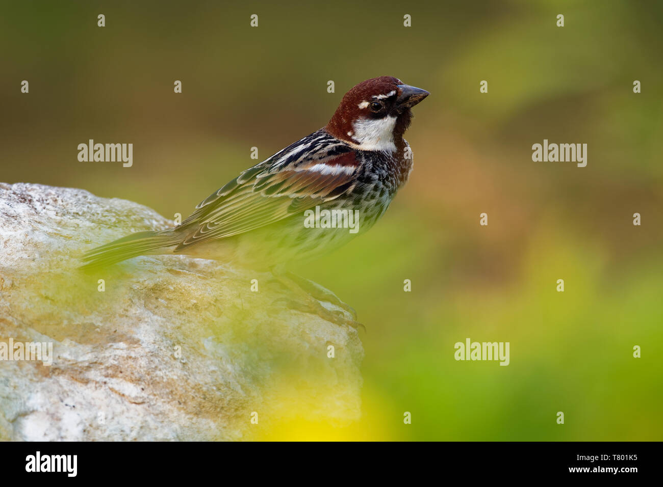 Spanisch Sparrow-Passer hispaniolensis oder Weide sparrow Säugetierart aus der Familie der Spatz Gelbhalsmaus, im Mittelmeerraum und im Süden Stockfoto