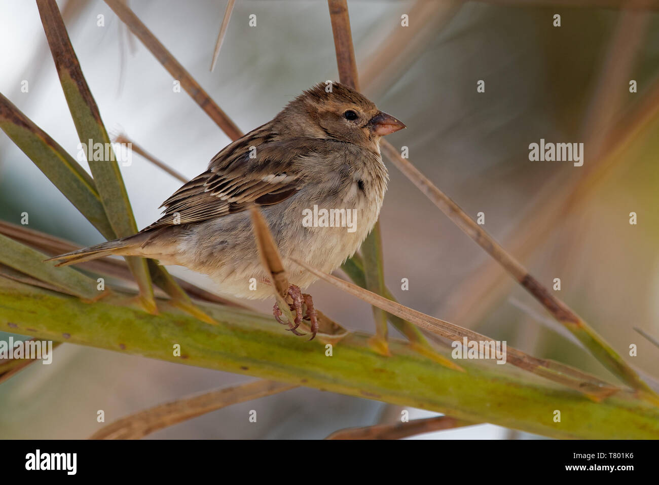 Spanisch Sparrow-Passer hispaniolensis oder Weide sparrow Säugetierart aus der Familie der Spatz Gelbhalsmaus, im Mittelmeerraum und im Süden Stockfoto
