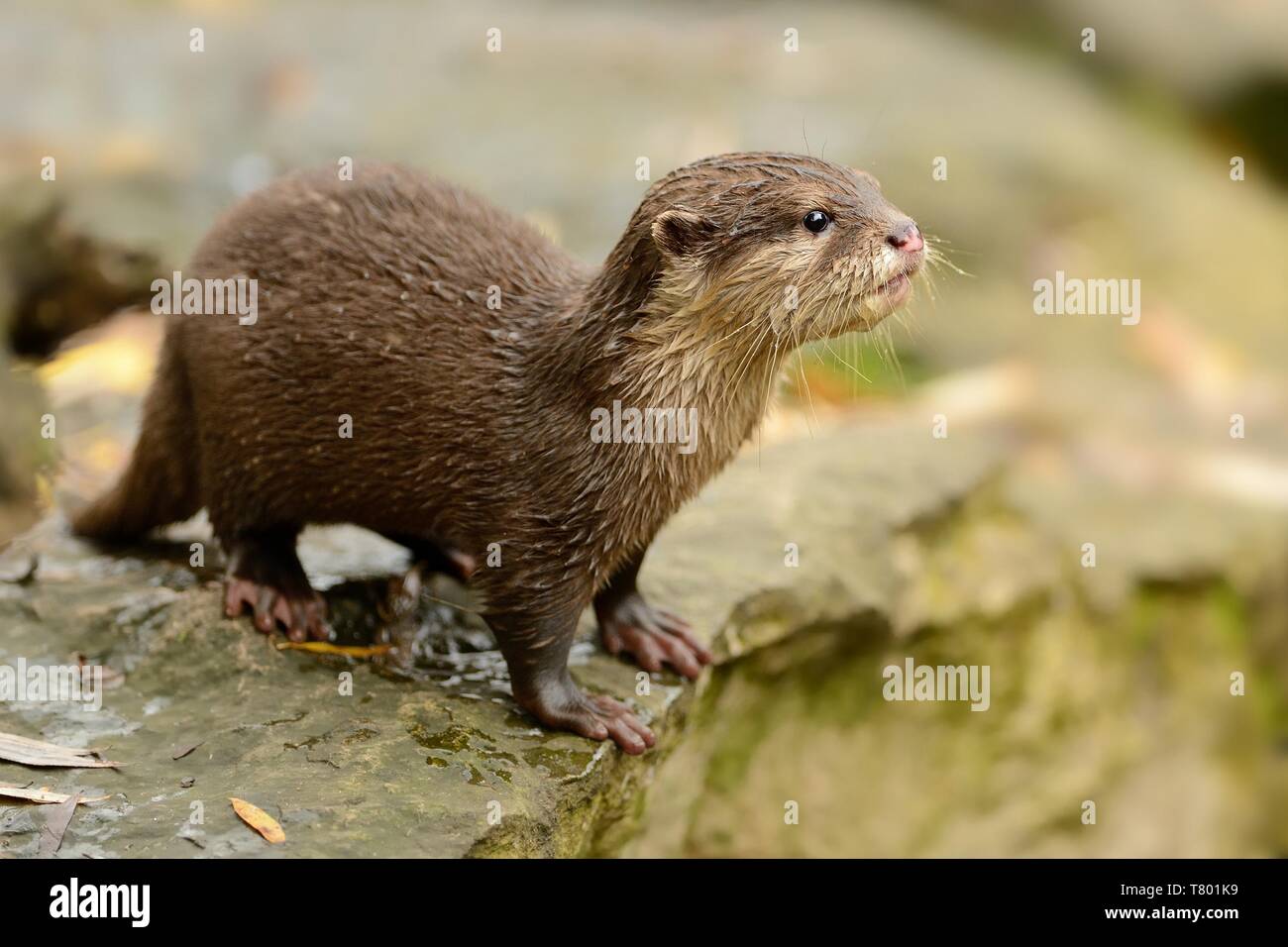 Oriental Small-kratzte Otter - Aonyx cinerea. Stockfoto