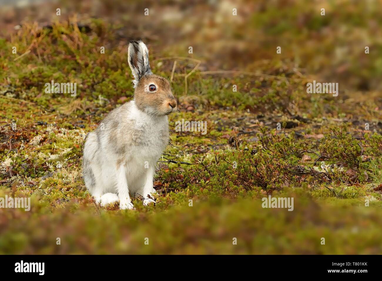 Der Schneehase (lepus timidus) aus dem Norden Finnlands. Stockfoto