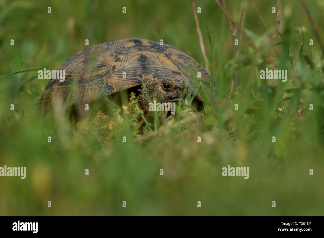 Sporn - thighed Schildkröte - Testudo graeca in Rumänien. Stockfoto